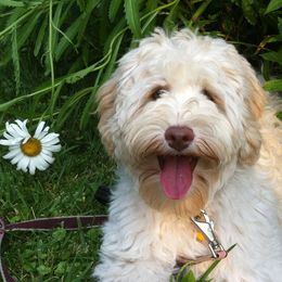 Australian Labradoodles from Blue Opal Labradoodles
