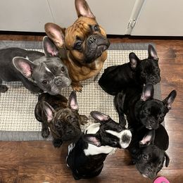 French Bulldog All Grown Up from Frenchie Tempest