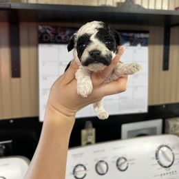 Dolly - Parti female Poodle puppy in Nashville, Arkansas from Cuddles n Curls