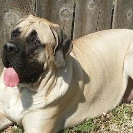 Mastiffs from Sovereign Mastiffs