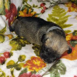 Grey boy - Salt and pepper male Miniature Schnauzer puppy in Mineola, Texas from Nikkis Minis