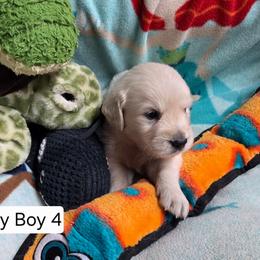 Lucy Boy 4 - Light golden male Golden Retriever puppy in Niles, Michigan from Composer Goldens