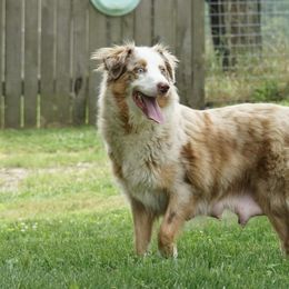 Tessa - Australian Shepherd