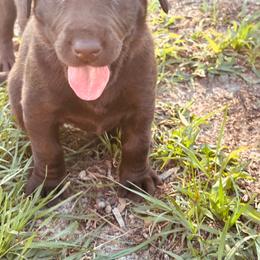 Pink - Chocolate female Labrador Retriever puppy in Madison, Georgia from M & W Gun dogs