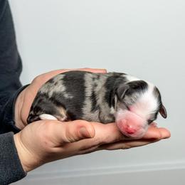Kai - Blue merle male Aussiedoodle puppy in Sharpsburg, Georgia from Steindoodles