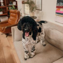 Rumi (adult trained) - Parti female Goldendoodle puppy in Yukon, Oklahoma from Bows and Ties Doodles, LLC