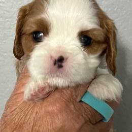 Teal collar - Blenheim male Cavalier King Charles Spaniel puppy in Great Bend, Kansas from Bridgeford Cavaliers