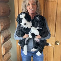 Bernedoodle Puppies from HooDoodles