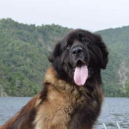 Dachshunds and Leonbergers from Smokey Mountain Leos/Black Forest WHD