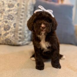 Shimmer - Chocolate female Cavapoo puppy in Colcord, Oklahoma from Copper Lane Aussies, Doodles & Cavapoos