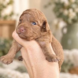 Willie - Apricot male Goldendoodle puppy in Millville, California from Hope Lane Kennels