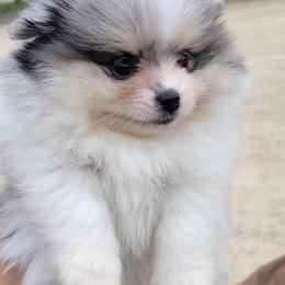 Pomeranian Puppies from Pitter Patter Poms