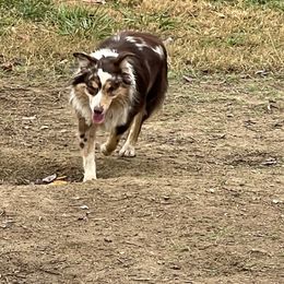 moe - Miniature Australian Shepherd