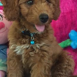 Goldendoodles from Mini Missions Pups