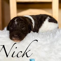 Nick - Parti male Poodle puppy in Greenville, North Carolina from Grace Poodles