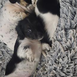 Dachshund Puppies from Kandice's Dachshunds