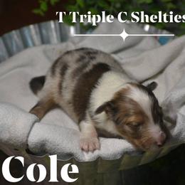 Cole Younger - Sable merle and white male Shetland Sheepdog puppy in Gladbrook, Iowa from T Triple C Shelties