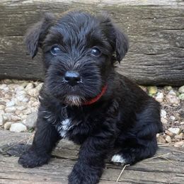 Miniature Schnauzer Puppies from Beyond Blessed Pawz