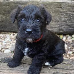 Miniature Schnauzer Puppies from Beyond Blessed Pawz