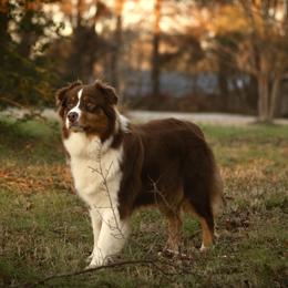 Peach - Australian Shepherd