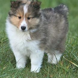 Shetland Sheepdog puppies from Conestoga Shelties