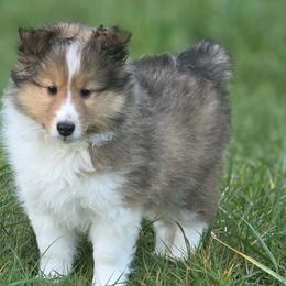 Shetland Sheepdog puppies from Conestoga Shelties