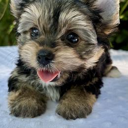 Rachel - Black tan and white female Biewer Terrier puppy in Bunnell, Florida from Royal Biewer and Royal Aussies