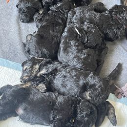 Schnoodle Puppies from Gooch Canines (Giant Schnoodles)