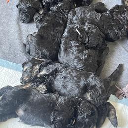 Schnoodle Puppies from Gooch Canines (Giant Schnoodles)