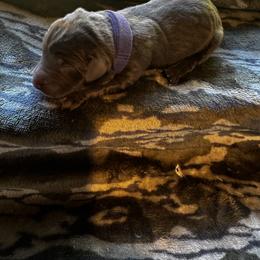 Purple - Chocolate female Labrador Retriever puppy in Lawton, Michigan from DuckAlly Kennel