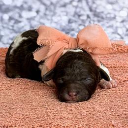Wren - Parti female Poodle puppy in Monroe, North Carolina from Toy Poodle Shenanigans