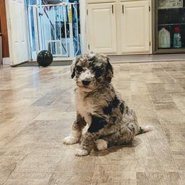 Dottie - Blue merle female Aussiedoodle puppy in Yacolt, Washington from Aussiedoodles by Maggie