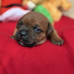 Helios - Fawn male Staffordshire Bull Terrier puppy in Houston, Texas from Breaking Bad Staffords