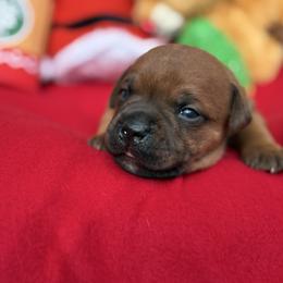 Helios - Fawn male Staffordshire Bull Terrier puppy in Houston, Texas from Breaking Bad Staffords