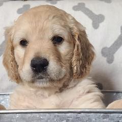 Goldendoodles from Sweet Sophie’s Goldendoodles