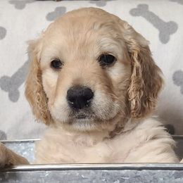 Goldendoodles from Sweet Sophie’s Goldendoodles