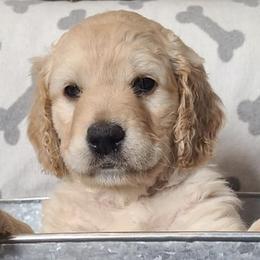 Goldendoodles from Sweet Sophie’s Goldendoodles