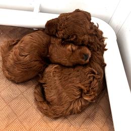 Goldendoodle Puppies from High Desert Doodles