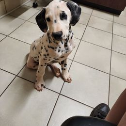 Jake - White and black Dalmatian puppy in Anderson, South Carolina from Raven River Ranch