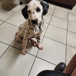 Jake - White and black Dalmatian puppy in Anderson, South Carolina from Raven River Ranch