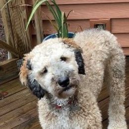 Eyela - Poodle