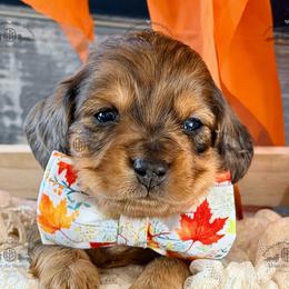 Mr. Green-4200 - Dapple male Dachshund puppy in Sparr, Florida from From the Heart Doxies