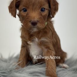 Sugar - Red  female Goldendoodle puppy in Milford, Indiana from Railway Acres Kennel
