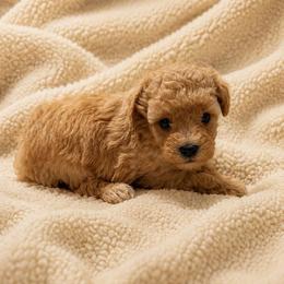 Charlie - Apricot male Poodle puppy in Auburn, Georgia from Southern Poodles