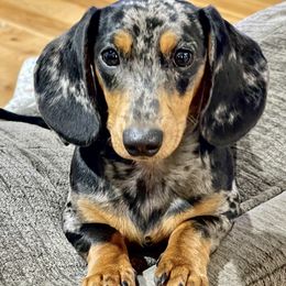 Dixie - Dachshund