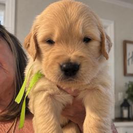 7th pick boy - Golden male Golden Retriever puppy in Fresno, California from Warwick’s Central California Goldens