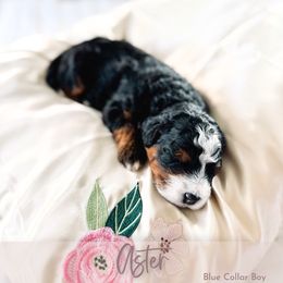 Aster - Tri-color male Bernedoodle puppy in Mahomet, Illinois from Jordan Family Doodles