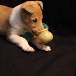 Collie Puppies from DuLac Collies