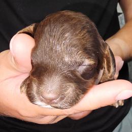 Woody - Brown white and tan male Cockapoo puppy in Indiahoma, Oklahoma from Phamily Doodles