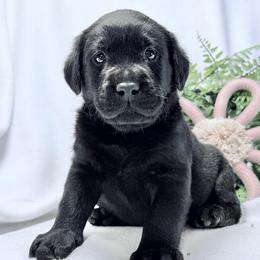 Boy 3 - male Labrador Retriever puppy in Lynn, Indiana from Four Seasons